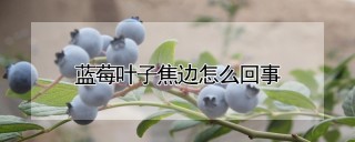 蓝莓叶子焦边怎么回事,第1图