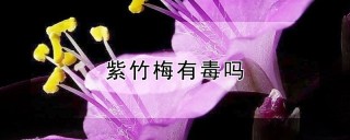 紫竹梅有毒吗,第1图