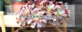 肉肉黑法师的叶子软了怎么办,第1图