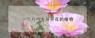 一个月内发芽开花的植物,第1图