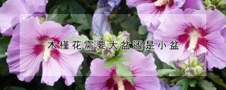 木槿花需要大盆还是小盆,第1图