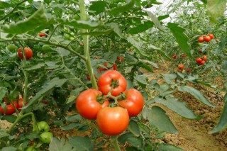 种的西红柿为什么会烂,第2图