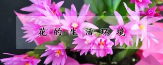 花的生活环境,第1图