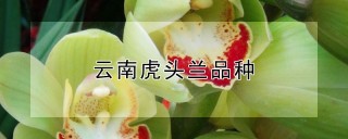 云南虎头兰品种,第1图