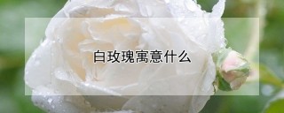 白玫瑰寓意什么,第1图