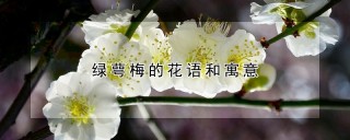 绿萼梅的花语和寓意,第1图