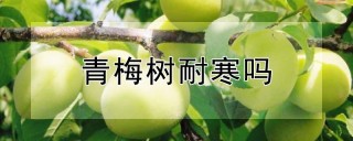 青梅树耐寒吗,第1图