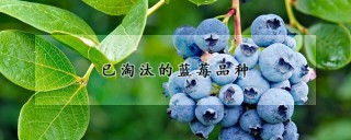 已淘汰的蓝莓品种,第1图