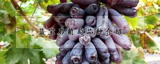 蓝宝石葡萄品种介绍,第1图