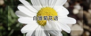 白雏菊花语,第1图