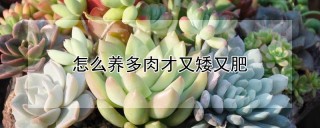 怎么养多肉才又矮又肥,第1图