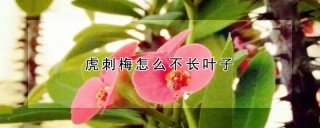 虎刺梅怎么不长叶子,第1图