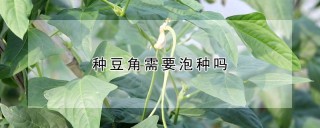 种豆角需要泡种吗,第1图