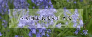 八月的生辰花是什么花,第1图