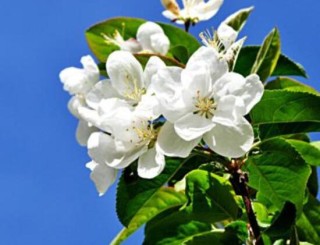 盆栽海棠花的种类，盘点最令人赏心悦目六大种类,第6图