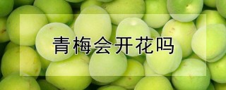 青梅会开花吗,第1图