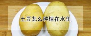 土豆怎么种植在水里,第1图