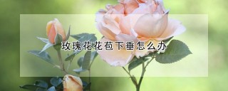 玫瑰花花苞下垂怎么办,第1图