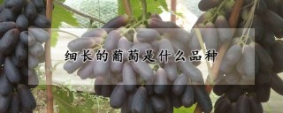 细长的葡萄是什么品种,第1图