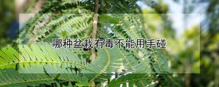 哪种盆栽有毒不能用手碰,第1图