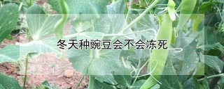 冬天种豌豆会不会冻死,第1图