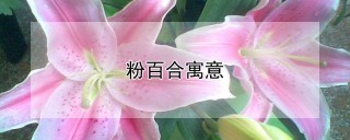 粉百合寓意,第1图