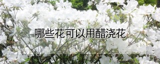 哪些花可以用醋浇花,第1图