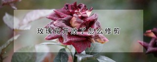 玫瑰花开败了怎么修剪,第1图