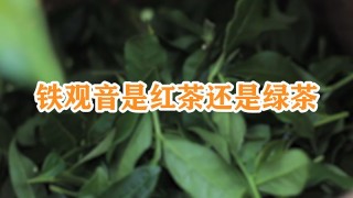 铁观音是红茶还是绿茶,第1图