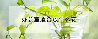 办公室适合放什么花,第1图