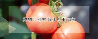 种的西红柿为什么不变红,第1图