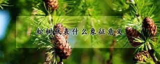 松树代表什么象征意义,第1图