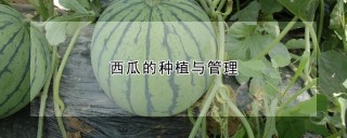 西瓜的种植与管理,第1图
