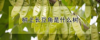 树上长豆角是什么树,第1图