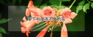 零下40度冻不死的花,第1图