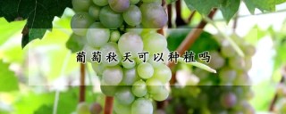 葡萄秋天可以种植吗,第1图