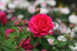 玫瑰花功能与主治：美白护肤、利尿、丰胸、抗病毒,第3图
