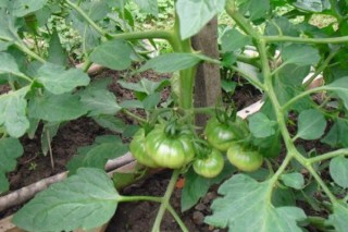 怎样种西红柿秧苗,第2图