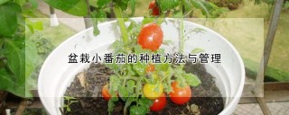 盆栽小番茄的种植方法与管理,第1图