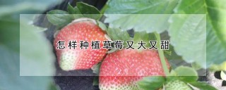 怎样种植草莓又大又甜,第1图