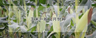 玉米一般几月份种,第1图
