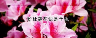 粉杜鹃花语是什么,第1图