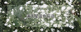 满天星蓝色花语,第1图