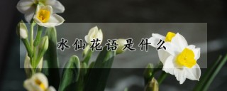 水仙花语是什么,第1图