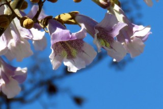 泡桐花的花语,第3图