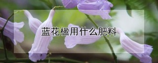 蓝花楹用什么肥料,第1图