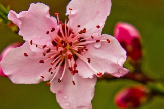 桃花的花语,第3图