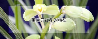 蕙兰开红花的特征,第1图