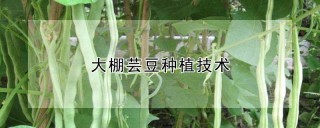 大棚芸豆种植技术,第1图