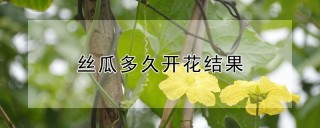 丝瓜多久开花结果,第1图